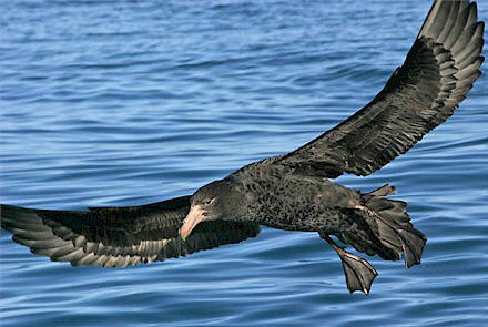 Новая Зеландия ZM4A CQ WW DX SSB Contest 2009 DX Новости Новая Зеландия ZM4A CQ WW DX SSB Contest 2009 DX Новости